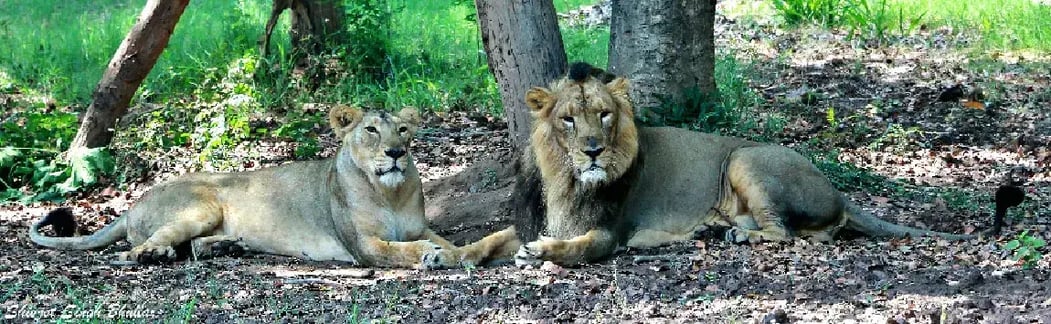 Chhatbir Zoo