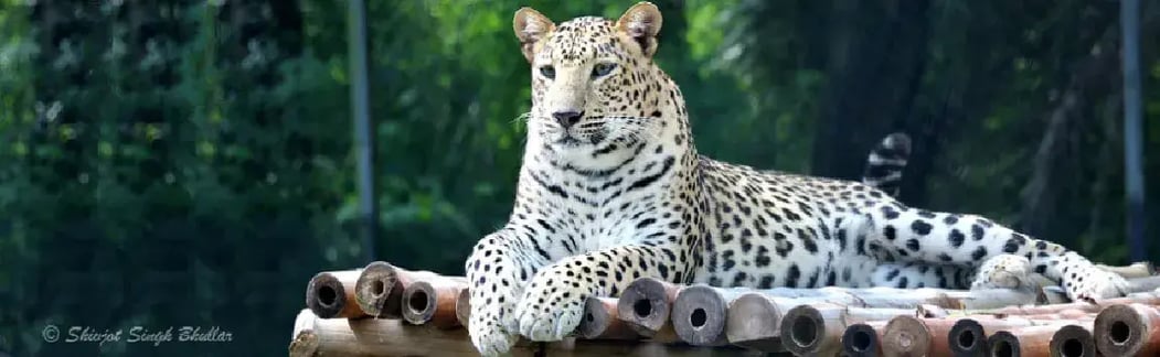 Chhatbir Zoo